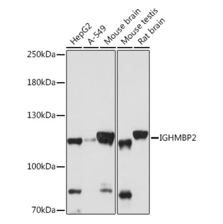 Western Blot - Anti-IGHMBP2 Antibody (A92449) - Antibodies.com