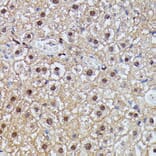 Immunohistochemistry - Anti-IGHMBP2 Antibody (A92449) - Antibodies.com