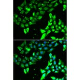 Immunofluorescence - Anti-KIF2B Antibody (A13600) - Antibodies.com
