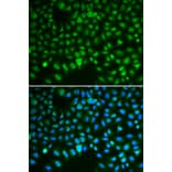 Immunofluorescence - Anti-HURP Antibody (A92452) - Antibodies.com