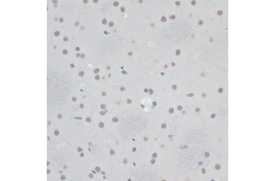 Immunohistochemistry - Anti-ZNF433 Antibody (A92455) - Antibodies.com