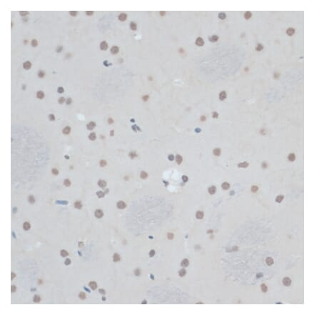 Immunohistochemistry - Anti-ZNF433 Antibody (A92455) - Antibodies.com