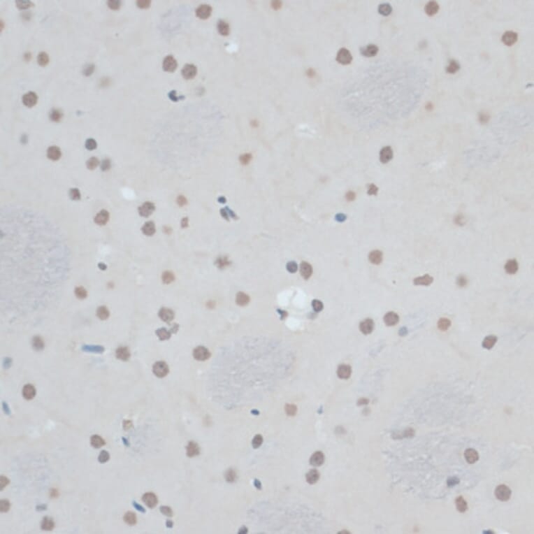 Immunohistochemistry - Anti-ZNF433 Antibody (A92455) - Antibodies.com