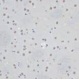 Immunohistochemistry - Anti-ZNF433 Antibody (A92455) - Antibodies.com