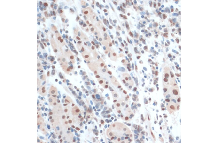 Immunohistochemistry - Anti-ZNF433 Antibody (A92455) - Antibodies.com