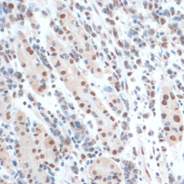 Immunohistochemistry - Anti-ZNF433 Antibody (A92455) - Antibodies.com