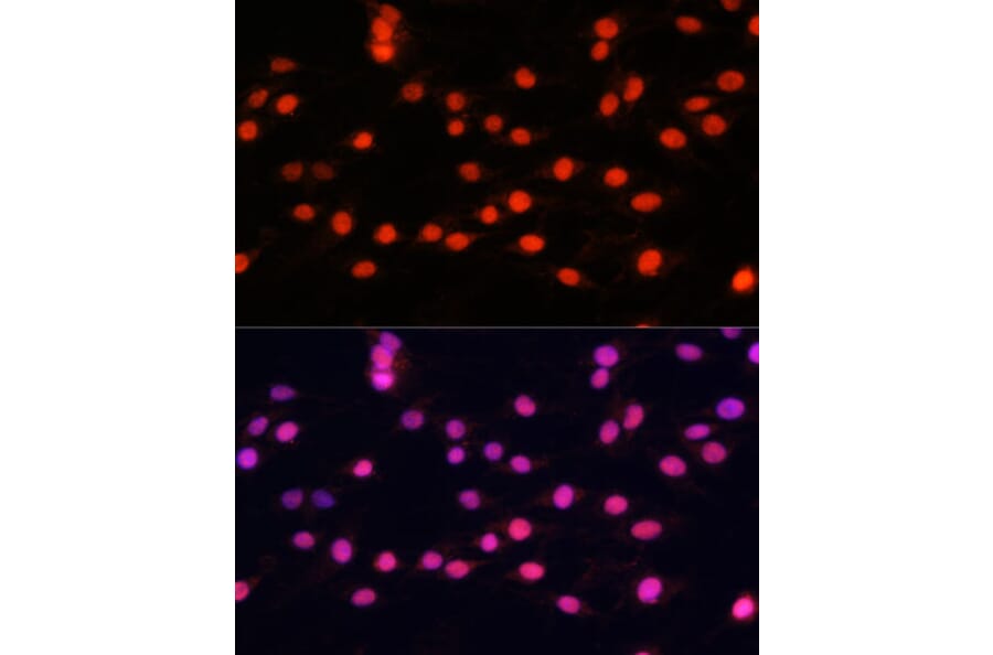 Immunofluorescence - Anti-ZNF433 Antibody (A92455) - Antibodies.com
