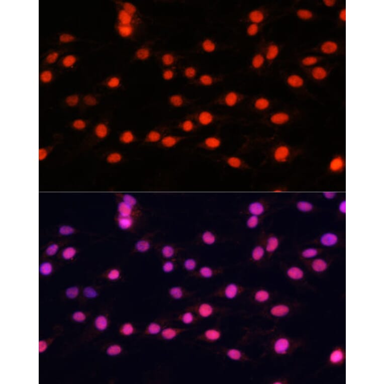 Immunofluorescence - Anti-ZNF433 Antibody (A92455) - Antibodies.com