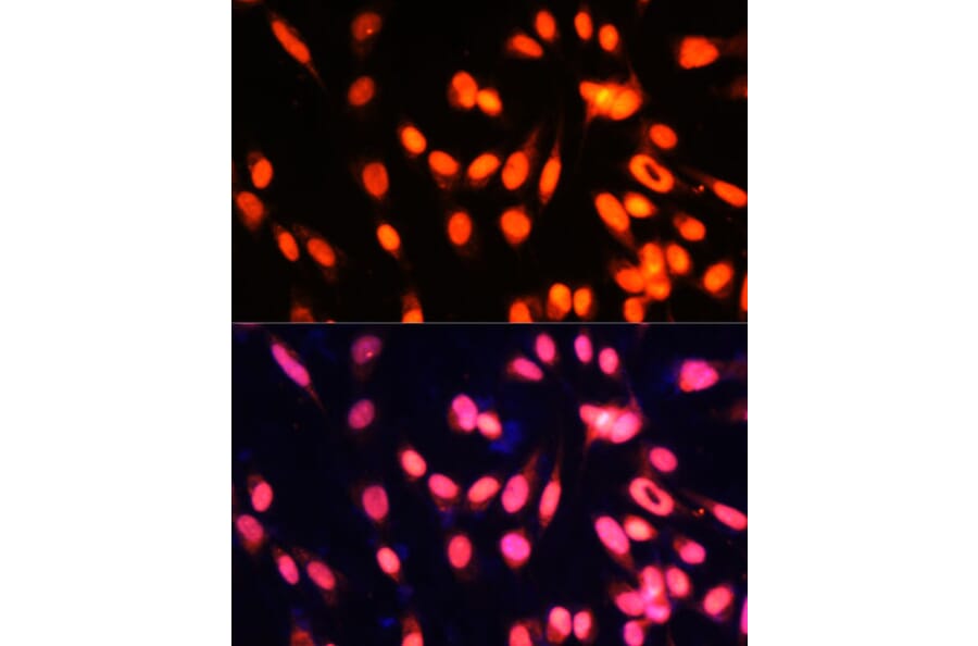 Immunofluorescence - Anti-ZNF433 Antibody (A92455) - Antibodies.com