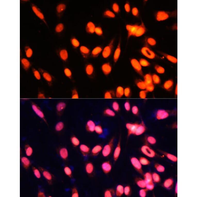 Immunofluorescence - Anti-ZNF433 Antibody (A92455) - Antibodies.com