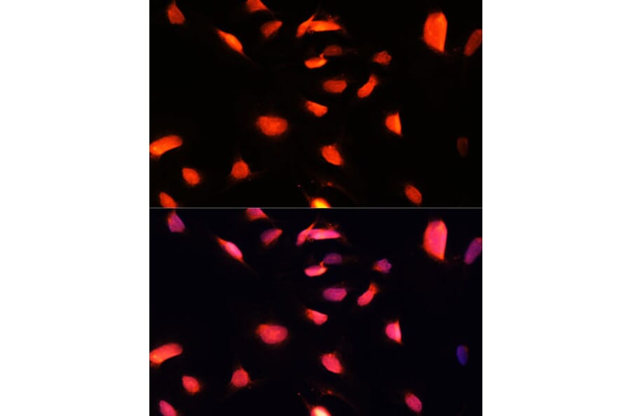 Immunofluorescence - Anti-ZNF433 Antibody (A92455) - Antibodies.com