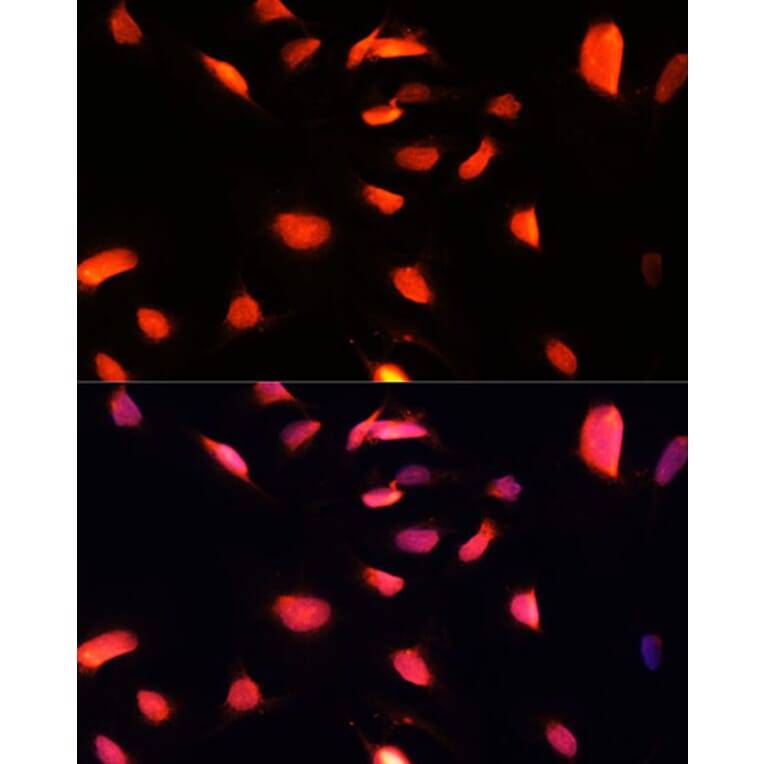 Immunofluorescence - Anti-ZNF433 Antibody (A92455) - Antibodies.com