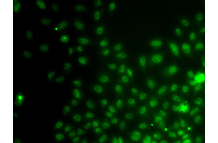 Immunofluorescence - Anti-IWS1 Antibody (A4839) - Antibodies.com