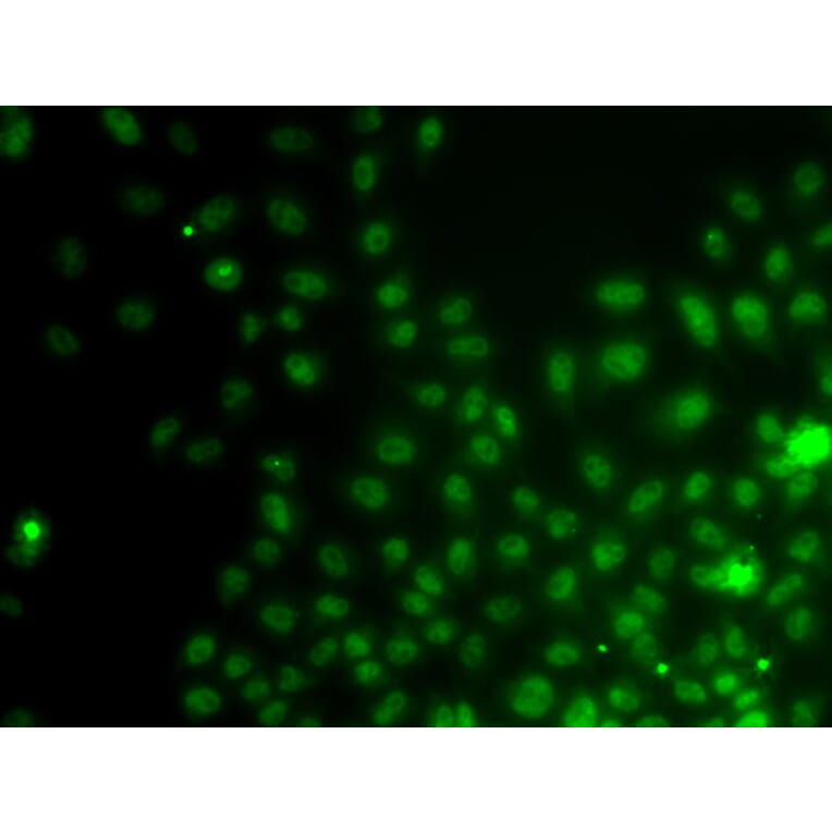 Immunofluorescence - Anti-IWS1 Antibody (A4839) - Antibodies.com