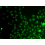 Immunofluorescence - Anti-IWS1 Antibody (A4839) - Antibodies.com