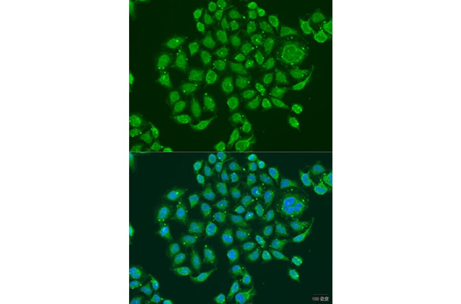 Immunofluorescence - Anti-PRDM10 Antibody (A15176) - Antibodies.com