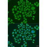 Immunofluorescence - Anti-PRDM10 Antibody (A15176) - Antibodies.com