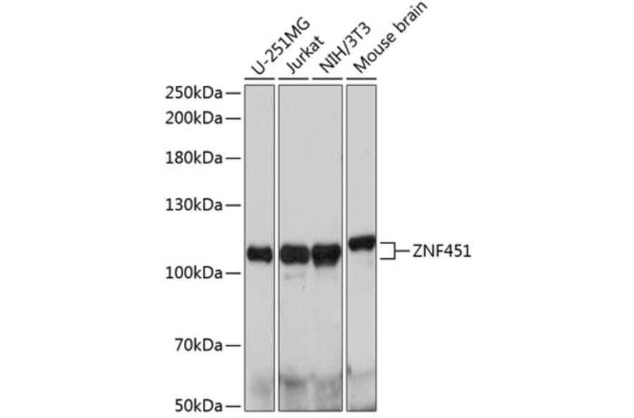 Western Blot - Anti-ZNF451/COASTER Antibody (A92460) - Antibodies.com