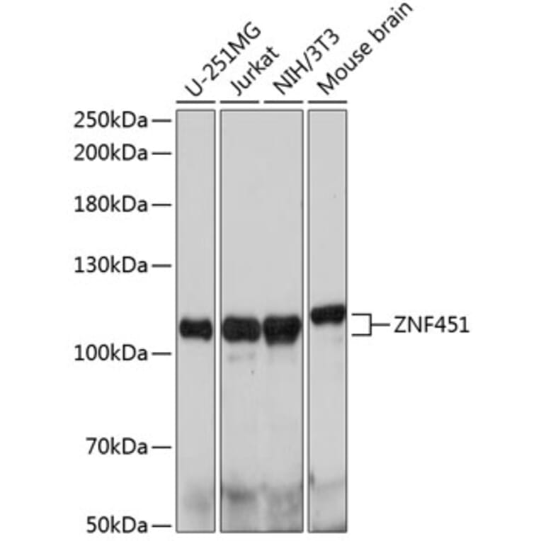 Western Blot - Anti-ZNF451/COASTER Antibody (A92460) - Antibodies.com
