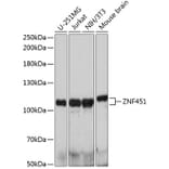 Western Blot - Anti-ZNF451/COASTER Antibody (A92460) - Antibodies.com