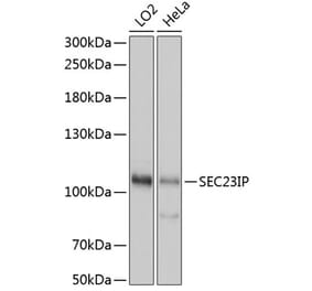 Western Blot - Anti-SEC23IP Antibody (A92461) - Antibodies.com