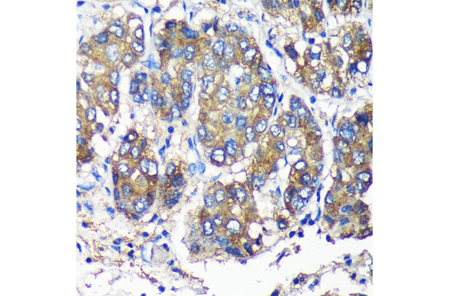 Immunohistochemistry - Anti-SEC23IP Antibody (A92461) - Antibodies.com