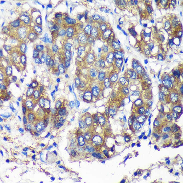 Immunohistochemistry - Anti-SEC23IP Antibody (A92461) - Antibodies.com