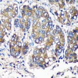 Immunohistochemistry - Anti-SEC23IP Antibody (A92461) - Antibodies.com