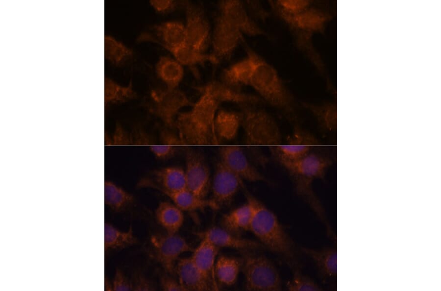 Immunofluorescence - Anti-SEC23IP Antibody (A92461) - Antibodies.com