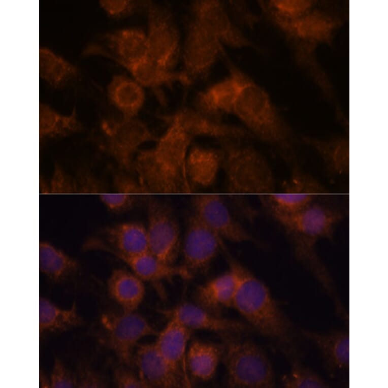 Immunofluorescence - Anti-SEC23IP Antibody (A92461) - Antibodies.com