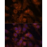 Immunofluorescence - Anti-SEC23IP Antibody (A92461) - Antibodies.com