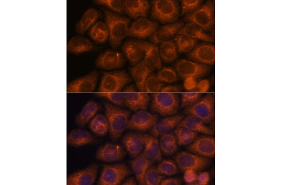 Immunofluorescence - Anti-SEC23IP Antibody (A92461) - Antibodies.com