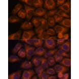 Immunofluorescence - Anti-SEC23IP Antibody (A92461) - Antibodies.com