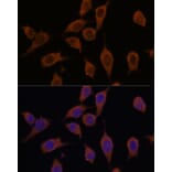 Immunofluorescence - Anti-SEC23IP Antibody (A92461) - Antibodies.com