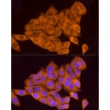 Immunofluorescence - Anti-ATP6V0A1 Antibody (A92464) - Antibodies.com