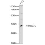 Western Blot - Anti-APOBEC3G/A3G Antibody (A92465) - Antibodies.com