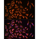 Immunofluorescence - Anti-CARD15/NOD2 Antibody (A92467) - Antibodies.com