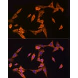 Immunofluorescence - Anti-CARD15/NOD2 Antibody (A92467) - Antibodies.com