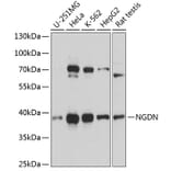 Western Blot - Anti-NGDN Antibody (A92468) - Antibodies.com