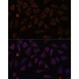 Immunofluorescence - Anti-VILL Antibody (A92473) - Antibodies.com