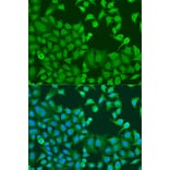 Immunofluorescence - Anti-STAT3 Antibody (A15729) - Antibodies.com