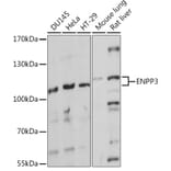 Western Blot - Anti-ENPP3/B10 Antibody (A92477) - Antibodies.com