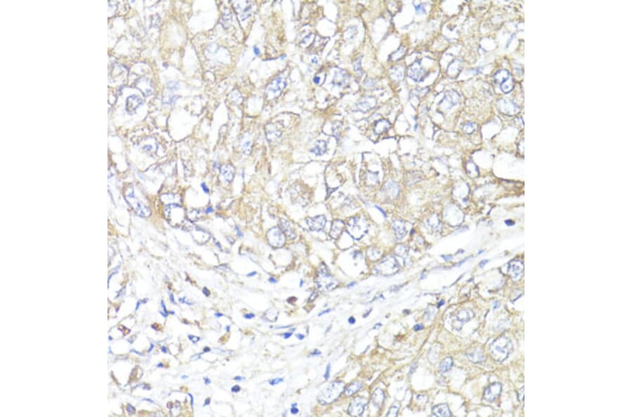Immunohistochemistry - Anti-ATP1B1 Antibody (A13950) - Antibodies.com