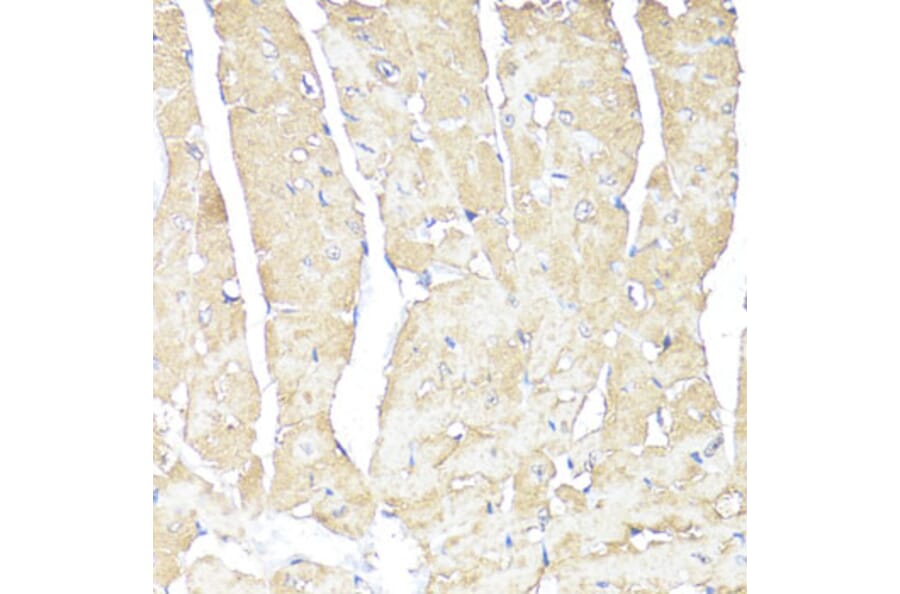 Immunohistochemistry - Anti-ATP1B1 Antibody (A13950) - Antibodies.com