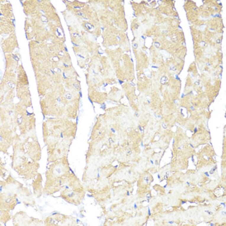 Immunohistochemistry - Anti-ATP1B1 Antibody (A13950) - Antibodies.com