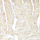 Immunohistochemistry - Anti-ATP1B1 Antibody (A13950) - Antibodies.com