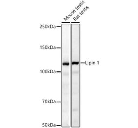 Western Blot - Anti-Lipin 1 Antibody (A92490) - Antibodies.com