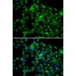 Immunofluorescence - Anti-NAT8B Antibody (A13428) - Antibodies.com