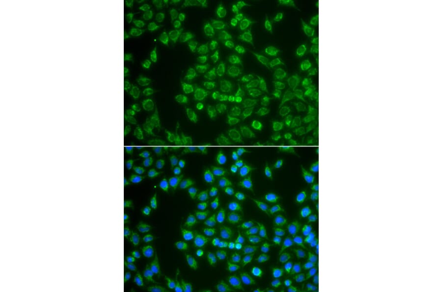 Immunofluorescence - Anti-MAP4K3 Antibody (A13375) - Antibodies.com