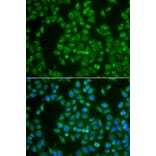 Immunofluorescence - Anti-MAP4K3 Antibody (A13375) - Antibodies.com